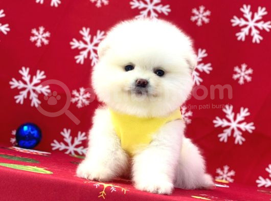 Ukrayna Girişli Pomeranian Boo Yavrularımız görsel