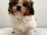 0 numara dişi shihtzu yavrum