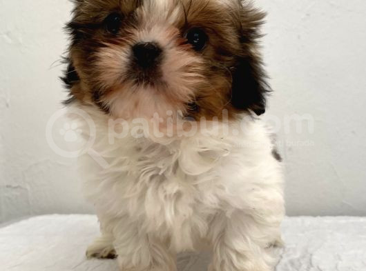 0 Numara Dişi Shihtzu Yavrum