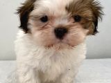 0 numara erkek shihtzu bebeğim