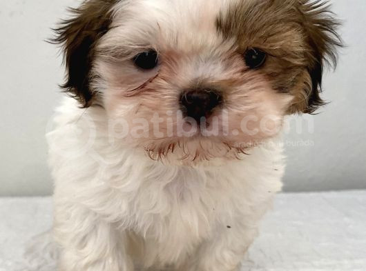 0 Numara Erkek Shihtzu Bebeğim
