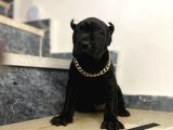 Cane Corsa Bebekler