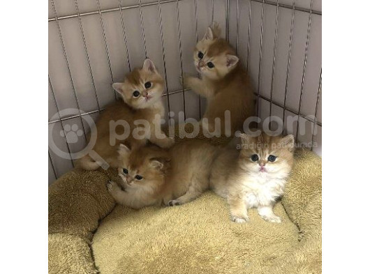Golden Bri̇ti̇sh Shorthai̇r Bebekleri̇mi̇z