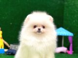 Tayland Girişli Pomeranian Boo Yavrularımız