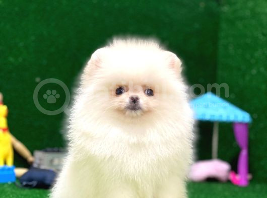 Tayland Girişli Pomeranian Boo Yavrularımız görsel