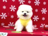 Ukrayna Girişli Pomeranian Boo Yavrularımız