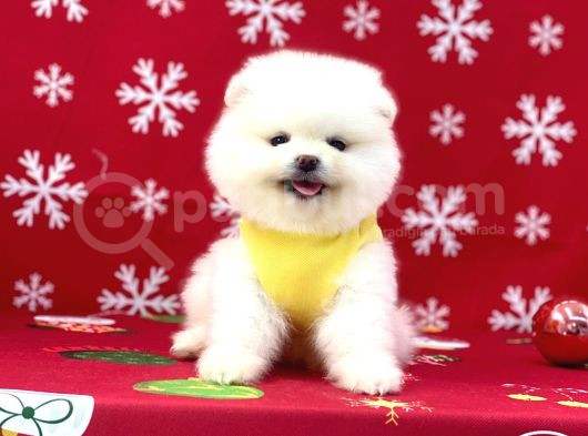 Ukrayna Girişli Pomeranian Boo Yavrularımız