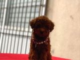 Darkbrowmn Poodle Yavrularımız