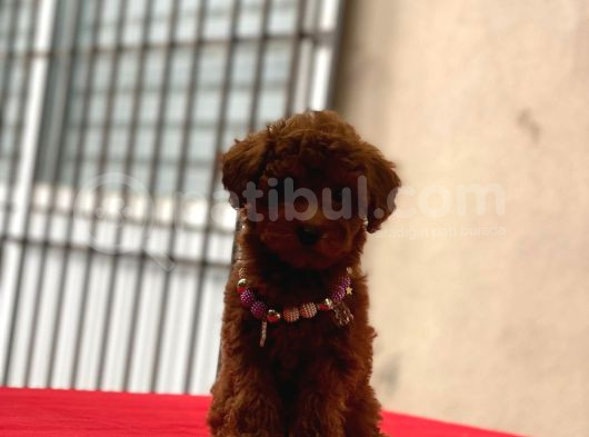 Darkbrowmn Poodle Yavrularımız görsel