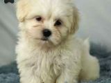 Maltesse Terrier Cinsi Mini Boy Puppy Kar Beyaz