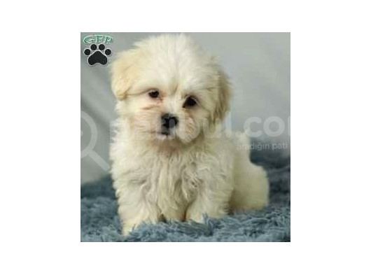 Maltesse Terrier Cinsi Mini Boy Puppy Kar Beyaz görsel