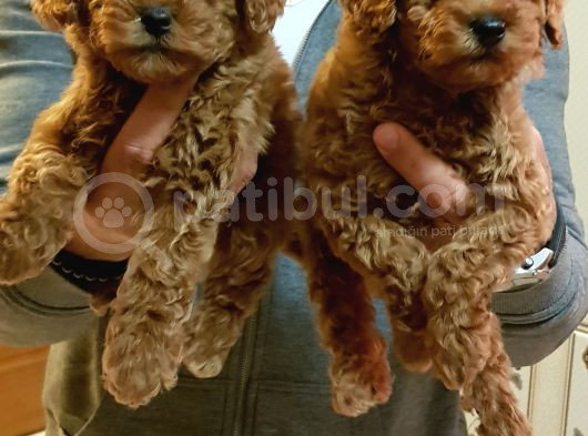 Red Brown Kizil Orji̇nal Toy Poodle Yavrular görsel