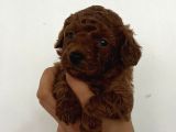 Kore Boy Toy Poodle Yavrularımız