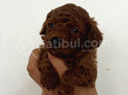 Kore Boy Toy Poodle Yavrularımız görsel