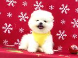 Ukrayna Girişli Pomeranian Boo Yavrularımız