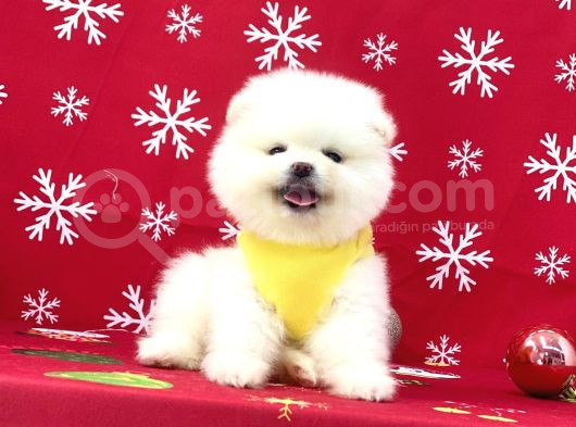 Ukrayna Girişli Pomeranian Boo Yavrularımız görsel