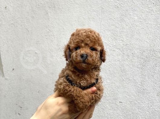 Toy Poodle Yavrularımız görsel