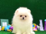 Tayland Girişli Pomeranian Boo Yavrularımız