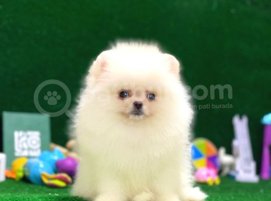 Tayland Girişli Pomeranian Boo Yavrularımız görsel