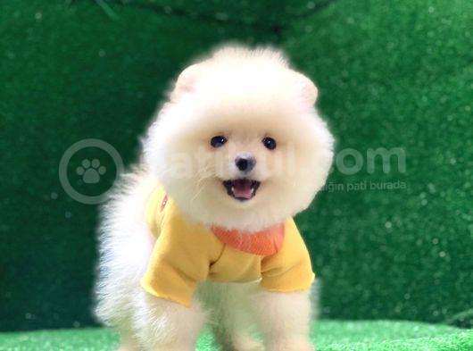 Üst Düzey A Kalite Pomeranian Boo Yavrularımız görsel