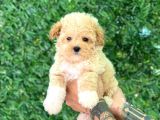 F1 maltipoo Yavrularımız