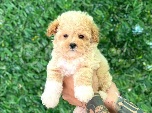 F1 Maltipoo Yavrularımız