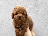 Toy Poodle Yavrularımız