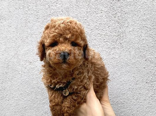 Toy Poodle Yavrularımız görsel