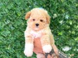 F1 Maltipoo Yavrularımız