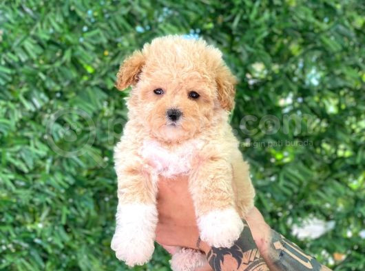 F1 Maltipoo Yavrularımız görsel