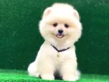 Karbeyaz Pomeranian Boo Yavrularımız