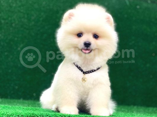 Karbeyaz Pomeranian Boo Yavrularımız görsel