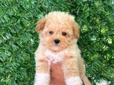 F1 Maltipoo Yavrularımız