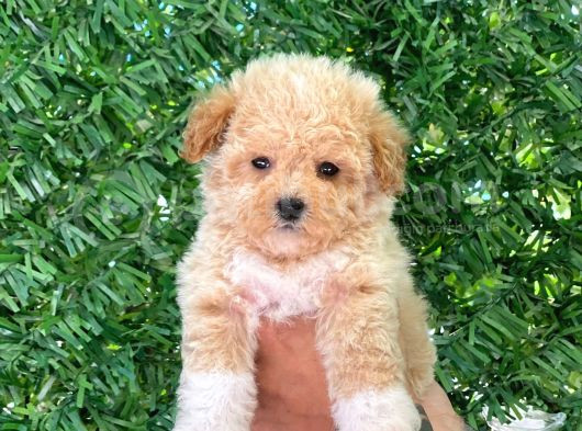 F1 Maltipoo Yavrularımız görsel