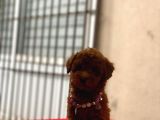 Darkbrowmn Poodle Yavrularımız