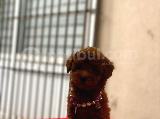 Darkbrowmn Poodle Yavrularımız