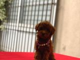 Darkbrowmn Poodle Yavrularımız