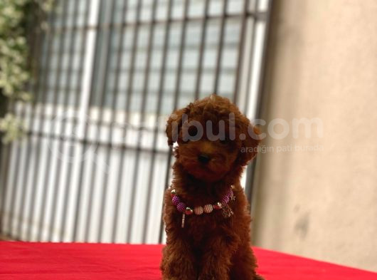 Darkbrowmn Poodle Yavrularımız görsel