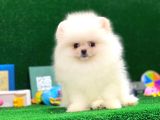 Tayland Girişli Pomeranian Boo Yavrularımız