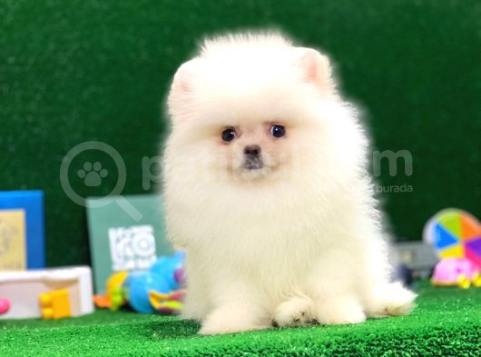 Tayland Girişli Pomeranian Boo Yavrularımız görsel