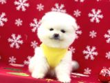 Ukrayna Girişli Pomeranian Boo Yavrularımız