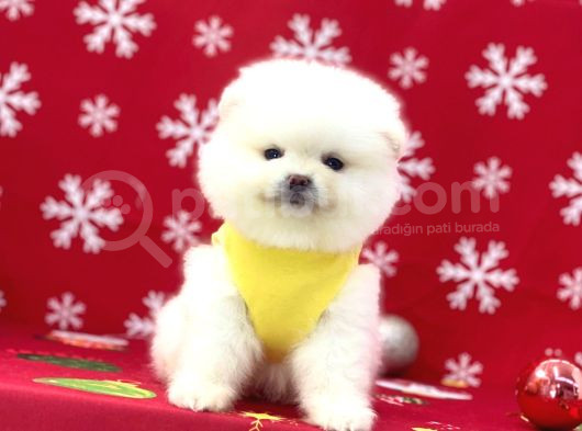 Ukrayna Girişli Pomeranian Boo Yavrularımız görsel