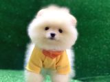 Üst Düzey A Kalite Pomeranian Boo Yavrularımız
