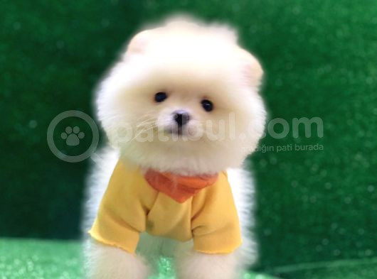 Üst Düzey A Kalite Pomeranian Boo Yavrularımız görsel