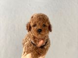 Toy Poodle Yavrularımız