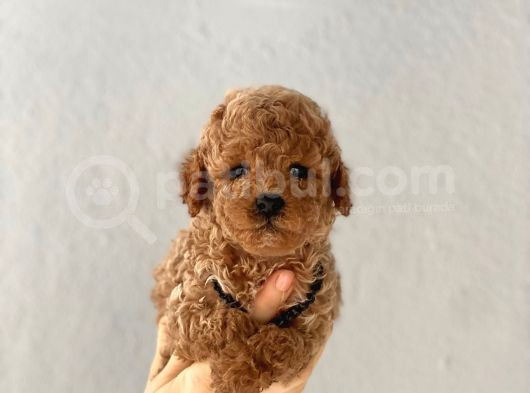 Toy Poodle Yavrularımız görsel