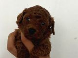 Kore Boy Toy Poodle Yavrularımız