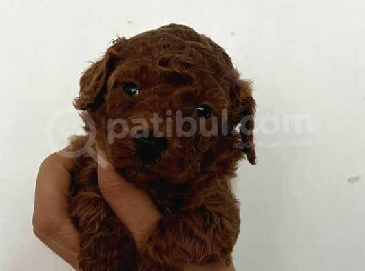 Kore Boy Toy Poodle Yavrularımız