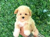 F1 Maltipoo Yavrularımız