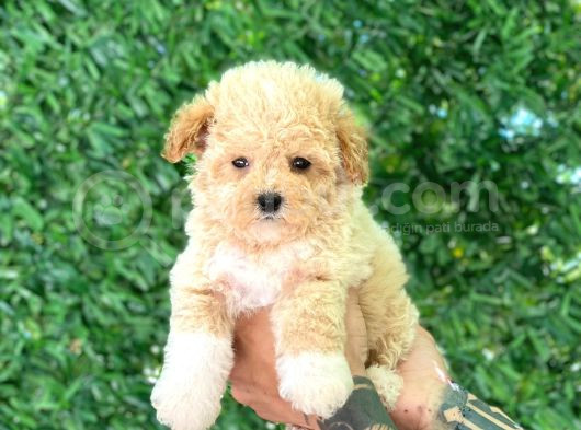 F1 Maltipoo Yavrularımız görsel